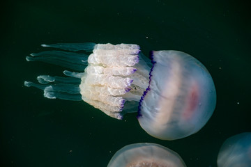 jellyfish 9