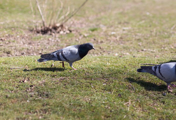 pigeons looking for food