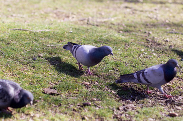 pigeons looking for food