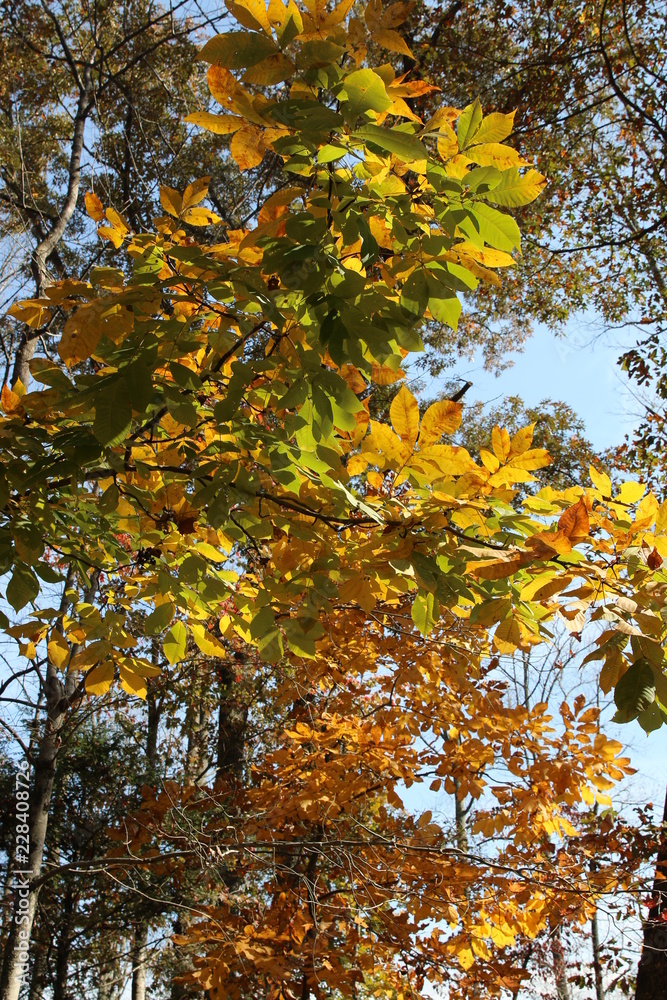 Sticker yellow foliage on autumn trees