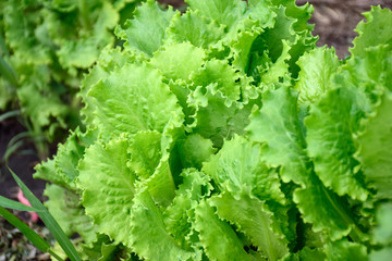 Green lettuce leaves in the home garden