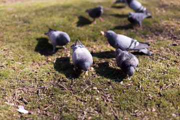 pigeons looking for food