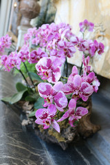 pink orchids in full bloom