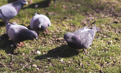 pigeons looking for food