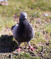 pigeons looking for food