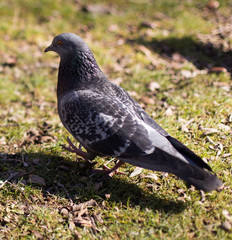 pigeons looking for food