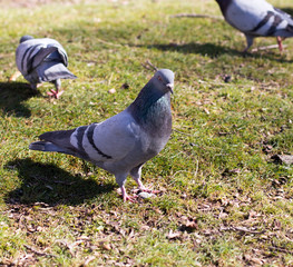 Fototapeta premium pigeons looking for food