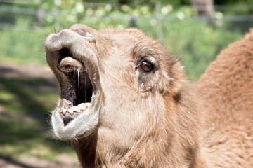 camel dromedary