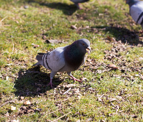 pigeons looking for food
