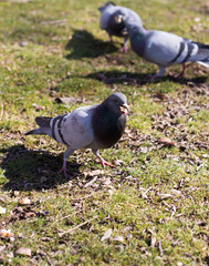pigeons looking for food