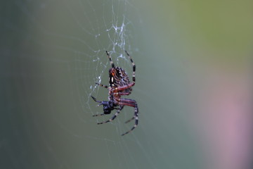 Araña de monte