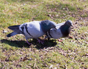 pigeons looking for food