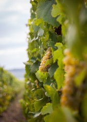 Sunny bunches of white wine grape on vineyard in France,Europe