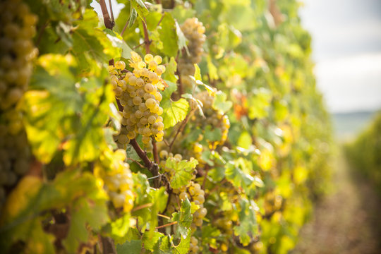 Sunny Bunches Of White Wine Grape On Vineyard In France,Europe