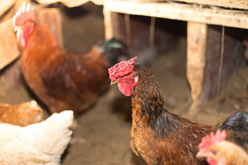 domesticated hen in a cage
