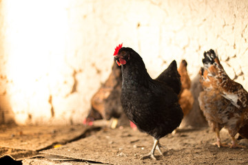 domesticated hen in a cage