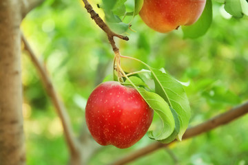 Ripe juicy apples on tree branch in garden