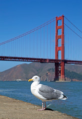 Golden Gate bridge in San Francisco, California