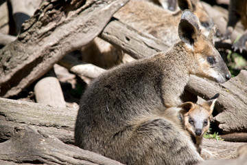 swamp wallaby and joey