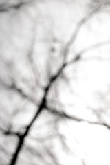 trees on a blurred background