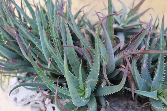 aloe plants