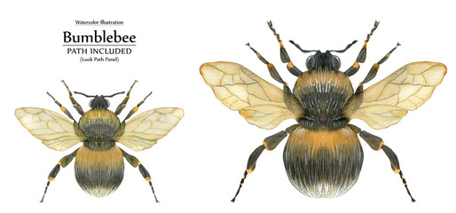 Watercolor illustration fluffy bumblebees