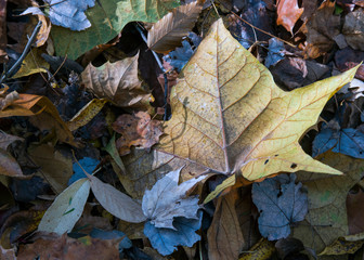 Autumn Leaf Still Life
