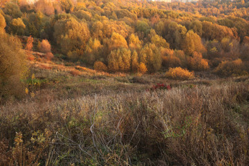 Landscape of autumn forest and field in real colors