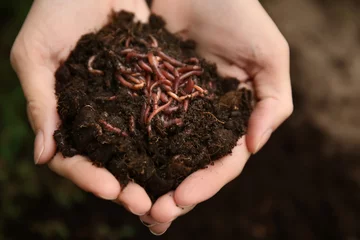 Fotobehang Woman holding worms with soil, closeup © Pixel-Shot