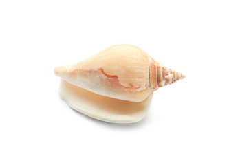 Beautiful sea shell on white background