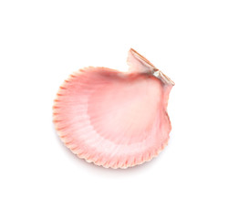 Beautiful sea shell on white background