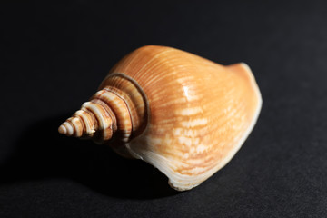 Beautiful sea shell on dark background