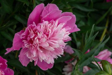 Pink paeonia