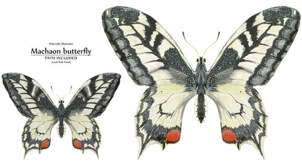 Watercolor illustration Two Machaon Butterflies
