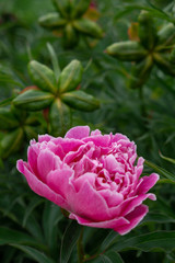 Pink paeonia