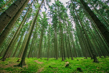 Deep coniferous forest landscape, tall spruce trees, trunks, green moss, stumps, grey sky