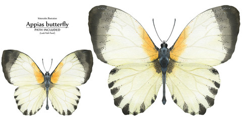 Watercolor illustration Appias butterflies