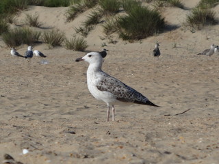 seagull on the beach