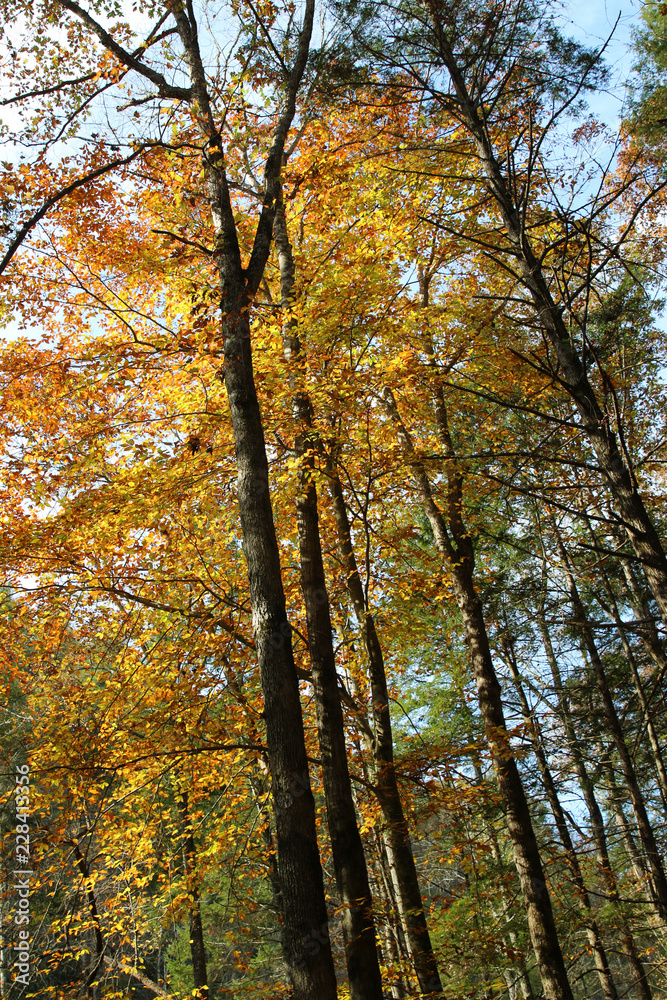 Poster a view of the yellow autumn leaves