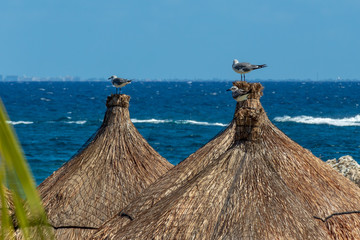 Seagulls perched on palm roofs compete for fishing spots. These wild birds wait patiently while...