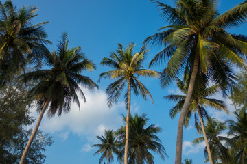Fototapeta na wymiar Palm tree and blue, Koh Phangan, Thailand