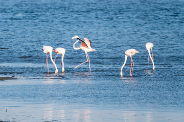 Flamingos at Ria de Aveiro delta