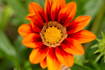 Orange flower