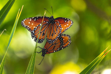 Mating Monarch Butterflies perched on leaf. Migratory bugs that invade Mexico every year. This couple take a momento to mate and reproduce.