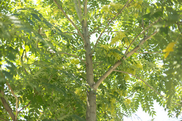 Background of green tree leaves