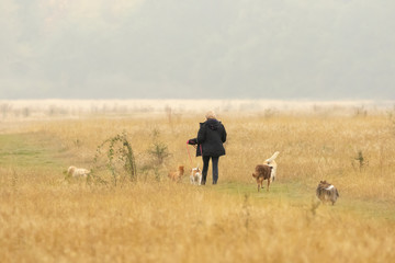 Middle aged woman taking dogs for a walk in Hainault Forest country park on a rainy, misty and foggy day in Autumn in England, UK