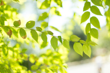 Fototapeta na wymiar Background of green tree leaves