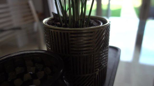 Mosaic pots and plant