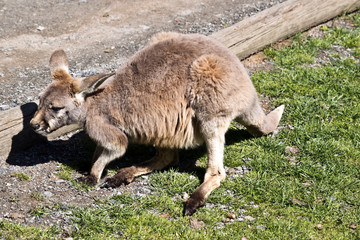joey red kangaroo