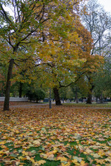 gray day in the colorful autumn park
